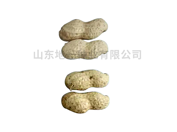 濰花22號(hào)果實(shí)