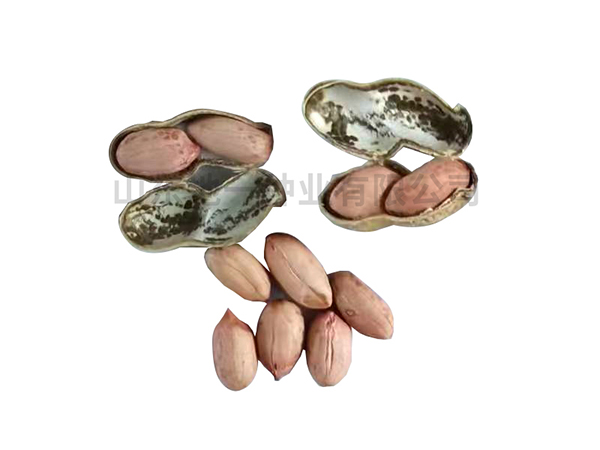 濰花22號(hào)批發(fā)