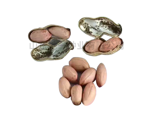 濰花22號(hào)批發(fā)廠家