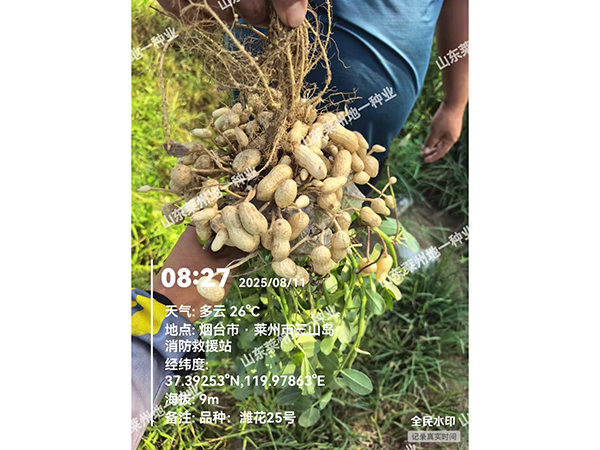 濰花25號(hào)果實(shí)